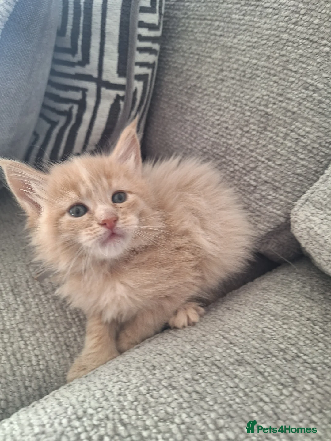 Maine Coon cats for sale: Maine Coon Kittens 😻 - Advert 2