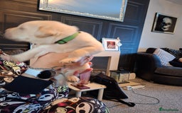 Labrador Retriever dogs for sale: Labrador puppies - Image 4