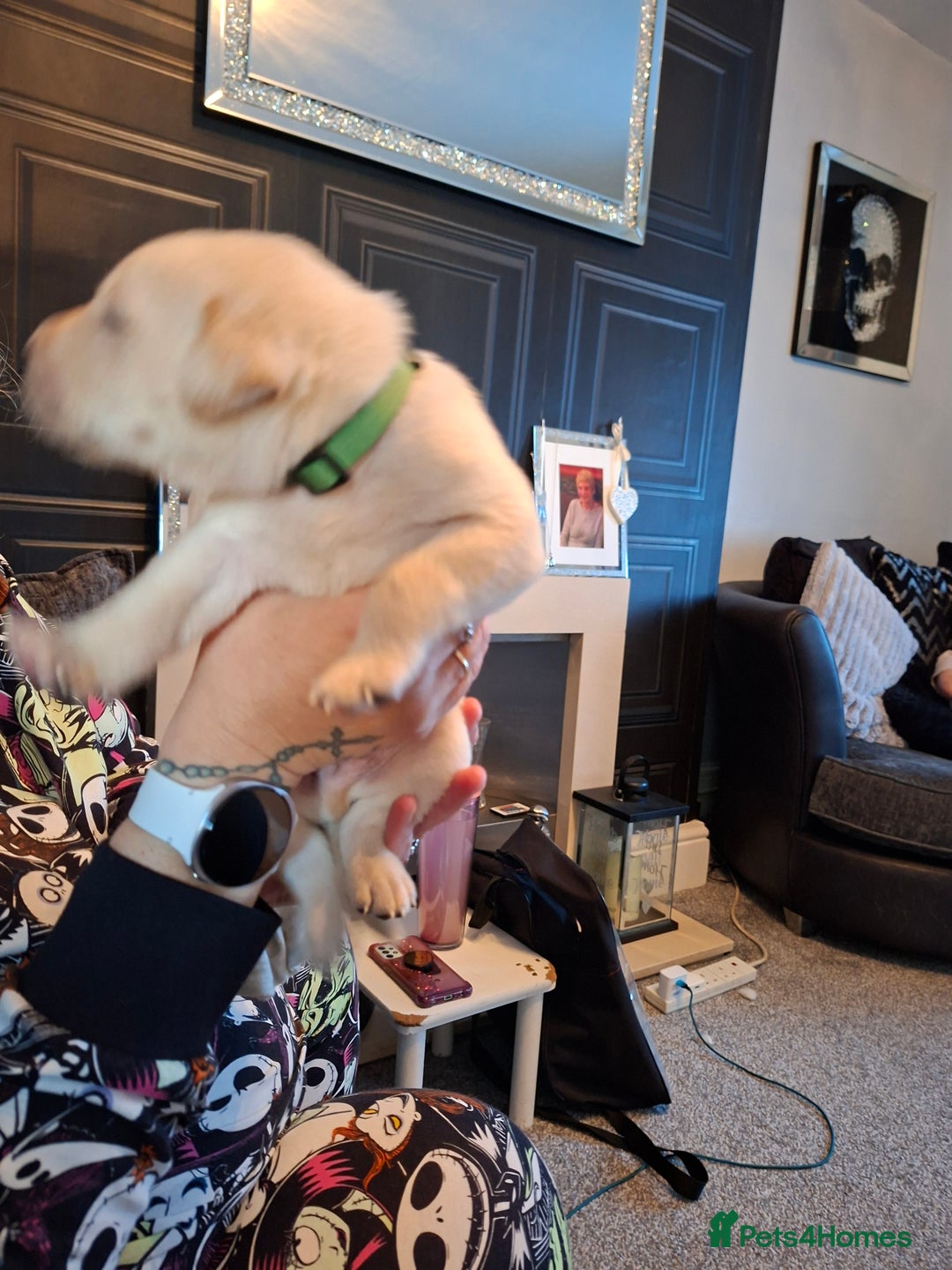 Labrador Retriever dogs for sale: Labrador puppies - Image 4