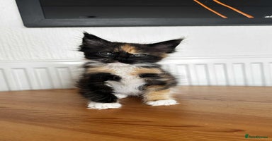 Maine Coon cats - Advert 16