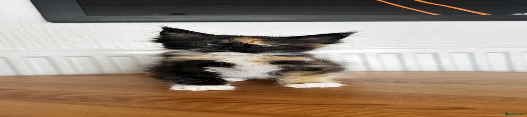 Maine Coon Kitten 6