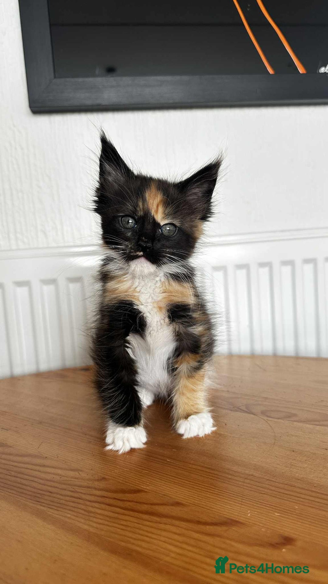 Maine Coon cats for sale: Maine coon - Image 2
