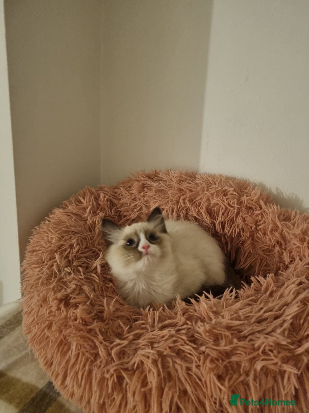 Ragdoll cats for sale: Ragdoll Bicollor kitten - Image 2