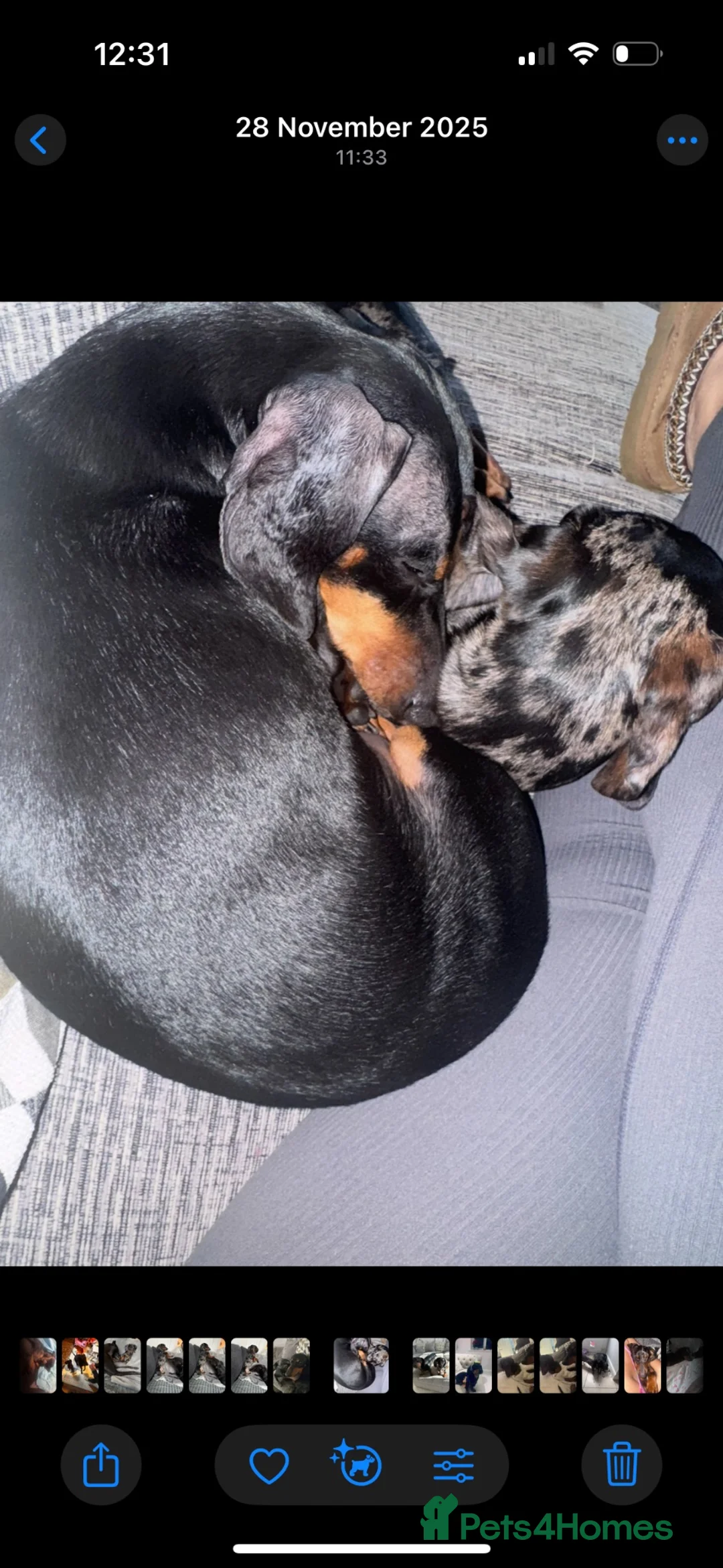 Dachshund dogs for sale: 2 beautiful male dachshunds  in Barrow-in-Furness - Advert 3