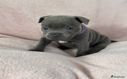 Staffordshire Bull Terrier dogs for sale: 🩷🩷🩷🩵Beautiful blue brindle Staffy pups🩷🩷🩷🩵 - Image 5
