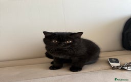 British Shorthair cats for sale: Meet Twilight 🖤 - Image 9