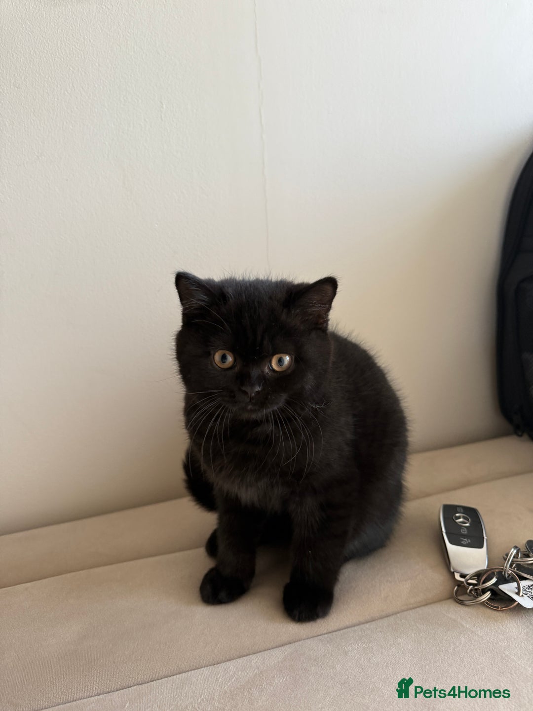 British Shorthair cats for sale: Meet Twilight 🖤 - Image 9