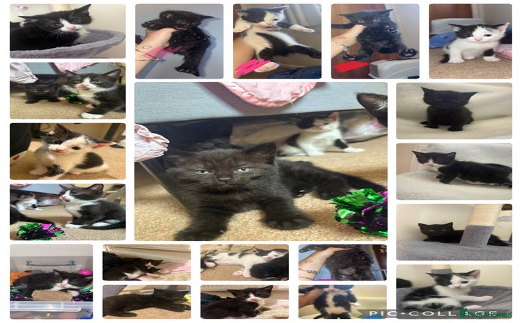 Mixed Breed cats - Advert 16