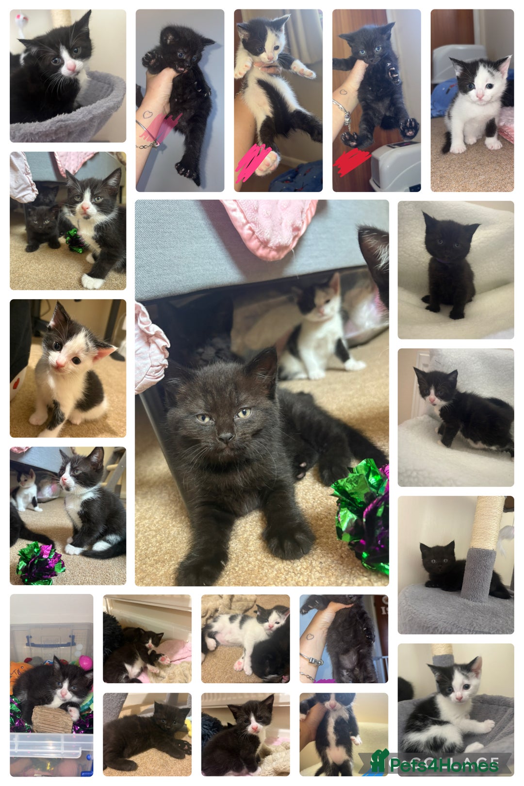 Mixed Breed cats for sale: 5 beautiful kittens for sale🤍 - Image 1