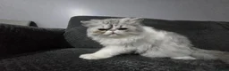 Persian cats for sale: Adorable Silver Tabby Persian Kitten for Sale  - Advert 13