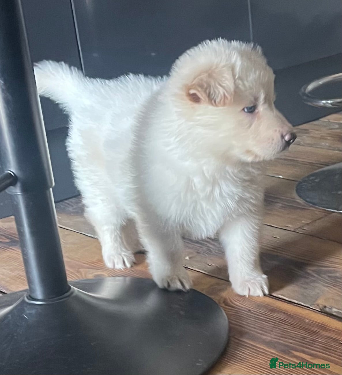German Shepherd dogs KC Reg long coat straight backed puppies  - Advert 1