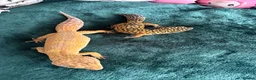 Leopard Gecko reptiles for sale: Leopard gecko in Saint Helens - Advert 4