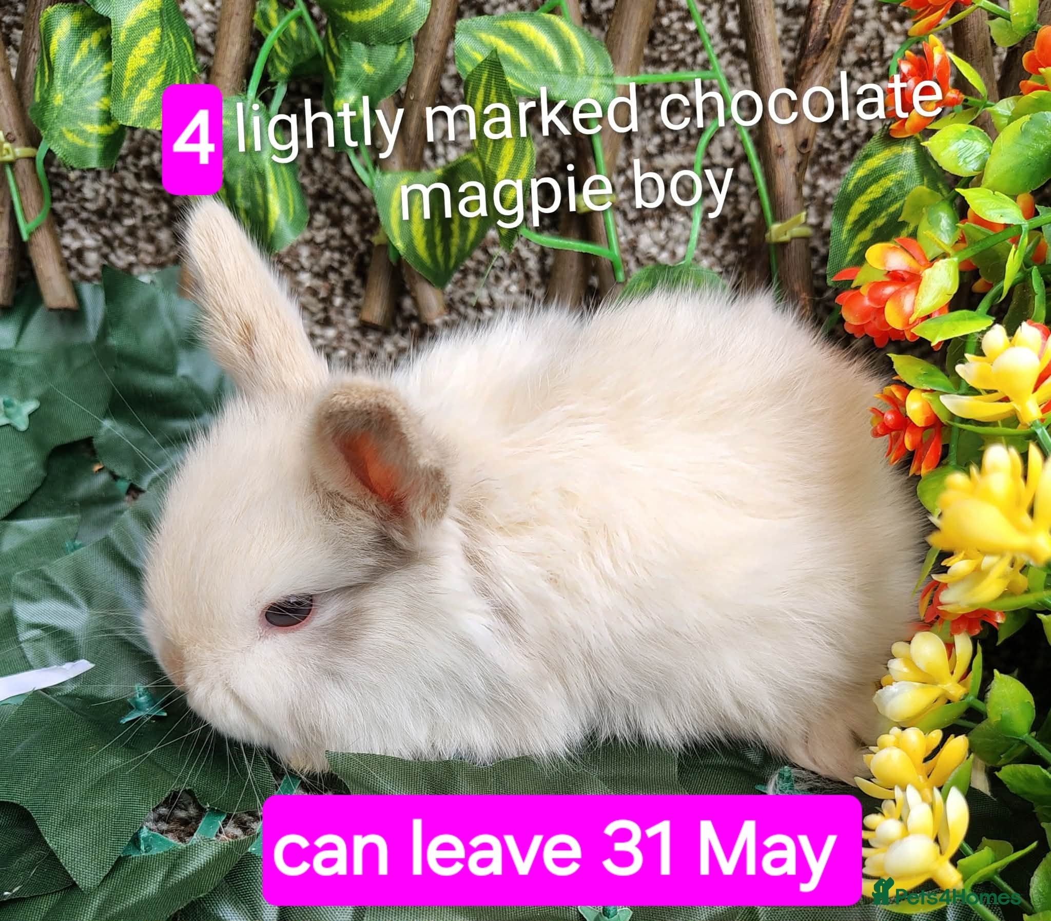 Mini Lop rabbits Baby mini lops gorgeous  - Advert 18