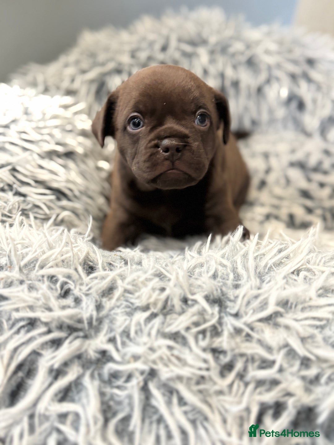 Mixed Breed dogs for sale: Frugg French bulldog cross - Advert 1
