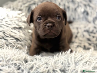 Mixed Breed dogs Frugg French bulldog cross - Advert 1