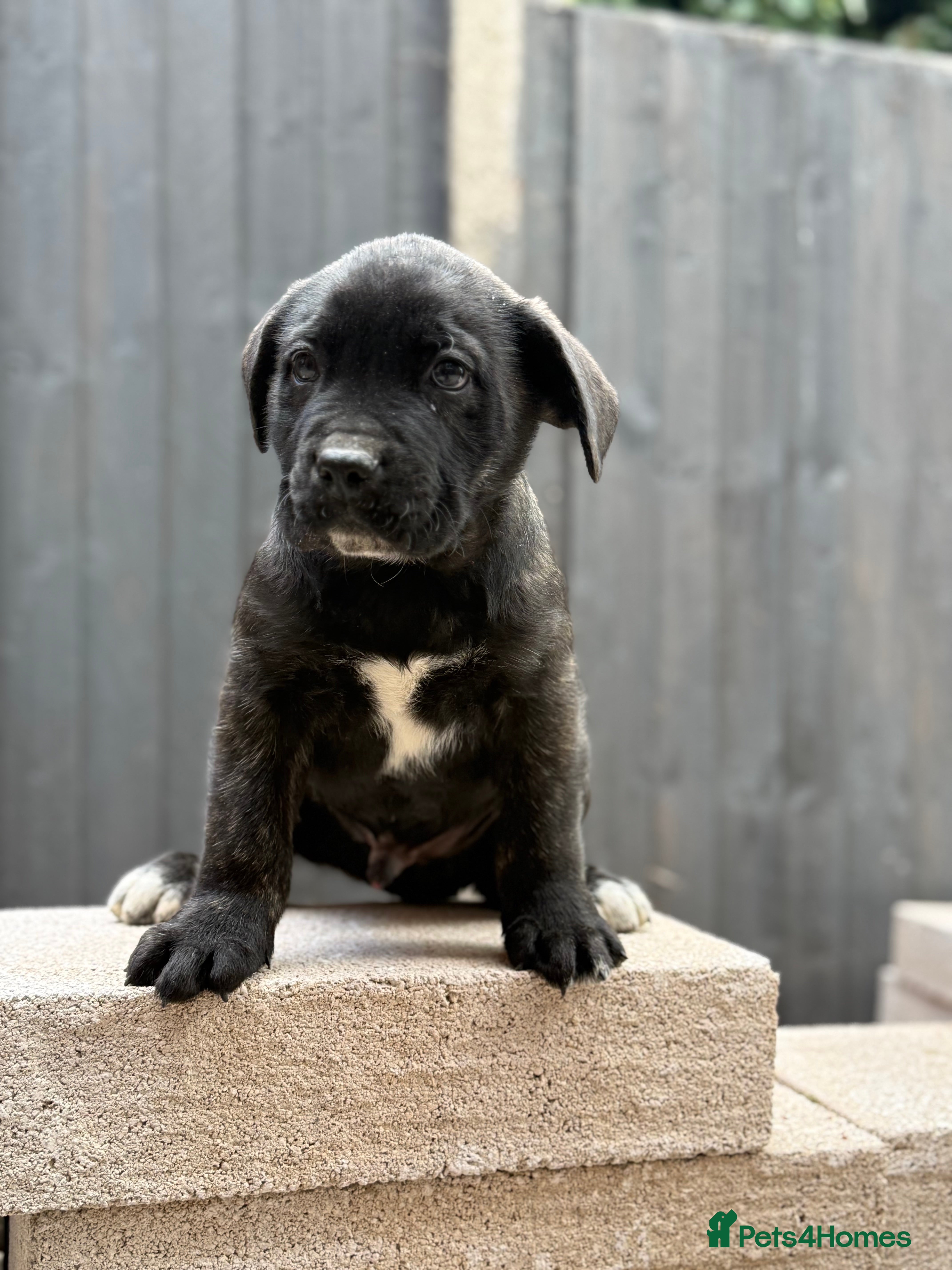 Presa Canario dogs Quality🏆Champion Blood presa Canario pups!! - Advert 3