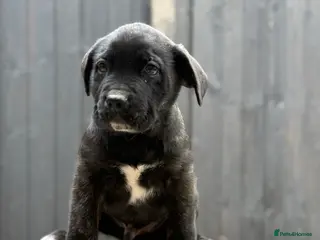 Presa Canario dogs Quality🏆Champion Blood presa Canario pups!! - Advert 3