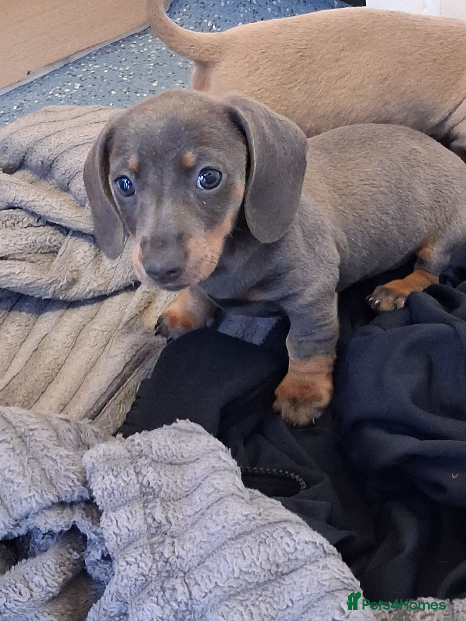 Miniature Dachshund dogs Beautiful Miniature Dachshund Stuning little pups. - Advert 2