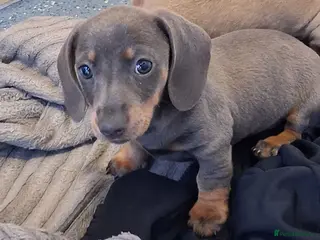 Miniature Dachshund dogs Beautiful Miniature Dachshund Stuning little pups. - Advert 2