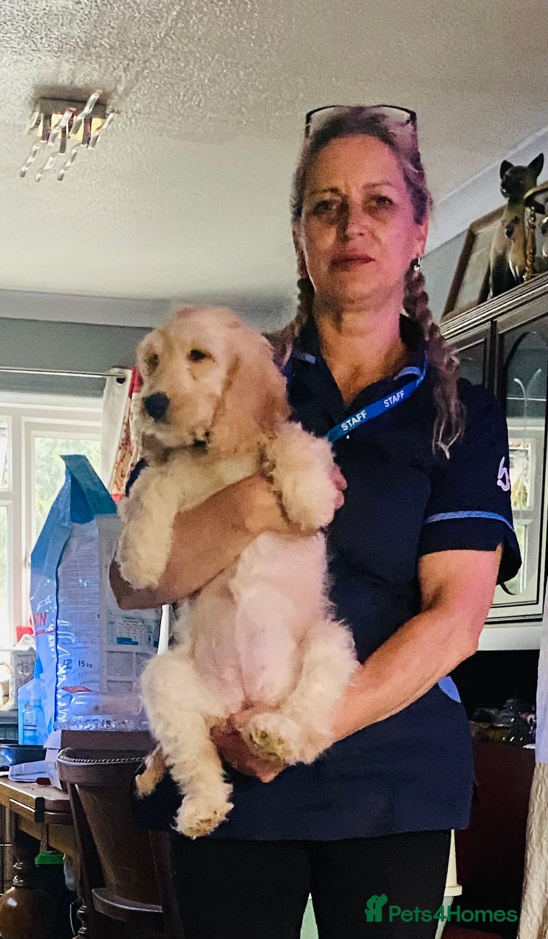 Cockapoo dogs for sale: Beautiful cockadoodle female puppy  - Image 15