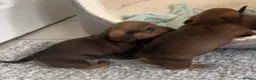 Miniature Dachshund dogs for sale: Male and female left - Advert 10