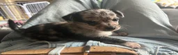 Chihuahua dogs for sale: 🐾 Stunning Chihuahua Puppies Available 🐾 - Advert 11