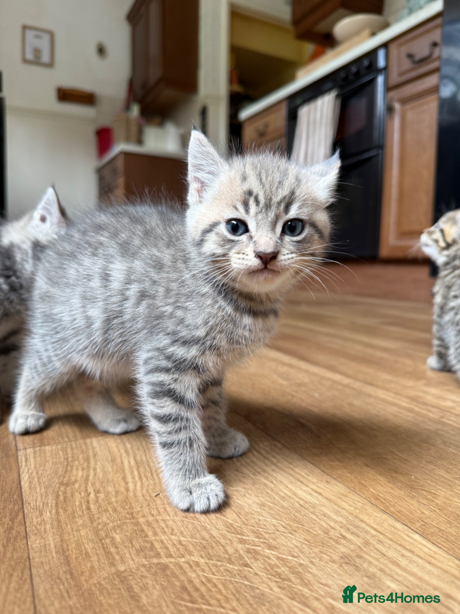 Mixed Breed cats for sale: 1 boy & 3 girl kittens 🐈🐾🩷🩵 - Advert 5