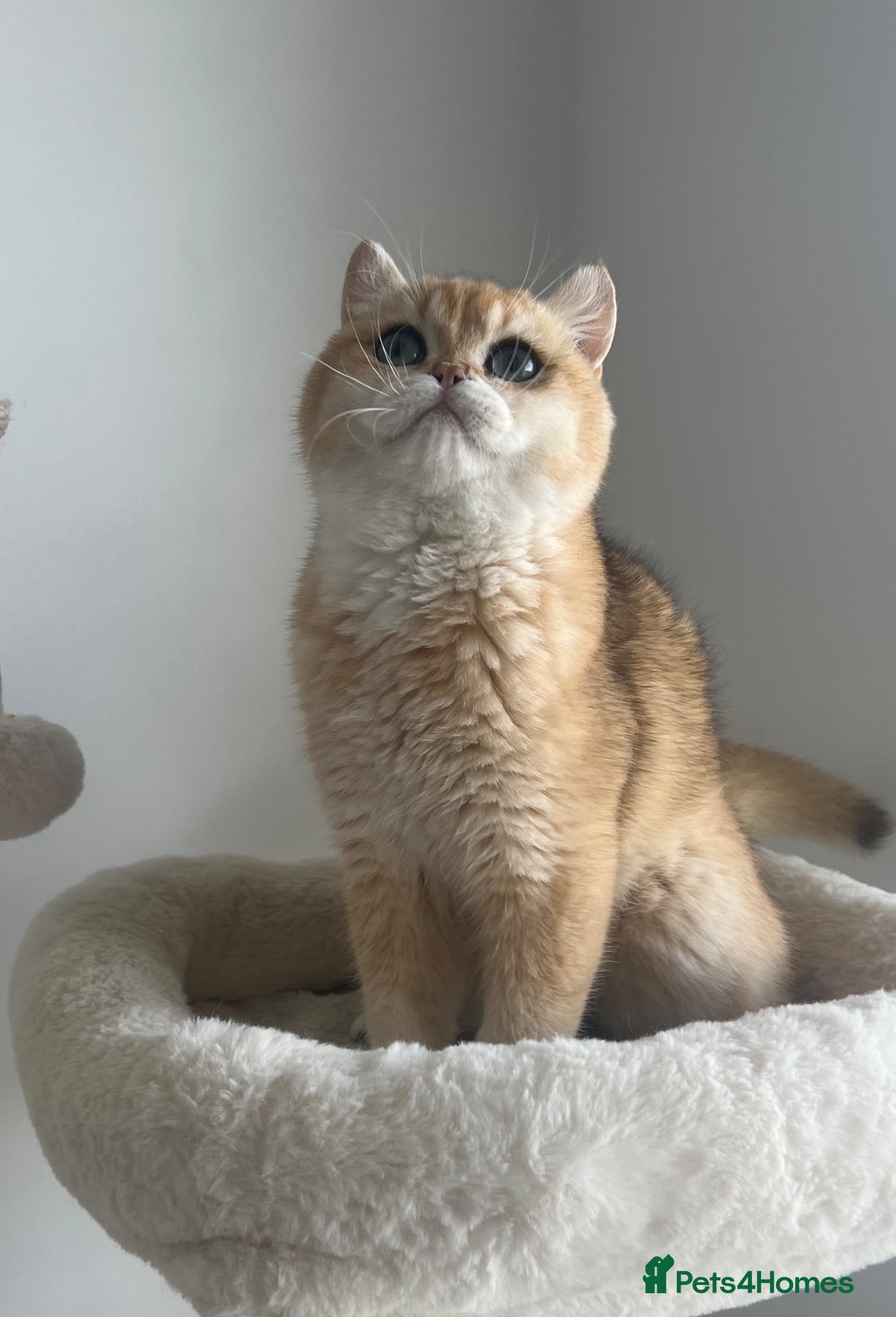 British Shorthair cats 6 Month Ny12 Golden BSH Boy from European Parents - Advert 1