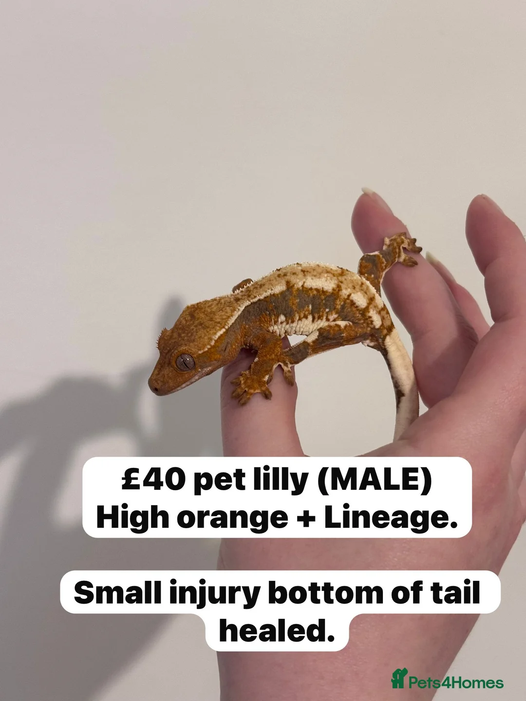 Gecko reptiles for sale: CRESTIES & ENCLOSURES - Advert 5