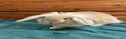 Mini Lion Lop rabbits for sale: Stunning mini lion lops - Advert 6