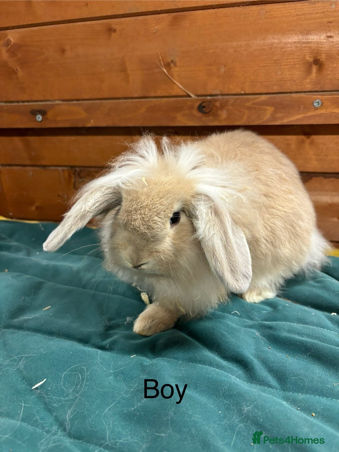 Mini Lion Lop rabbits for sale: Stunning mini lion lops - Image 6