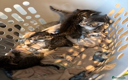 Domestic Shorthair cats for sale: Short Hair kittens  - Image 3