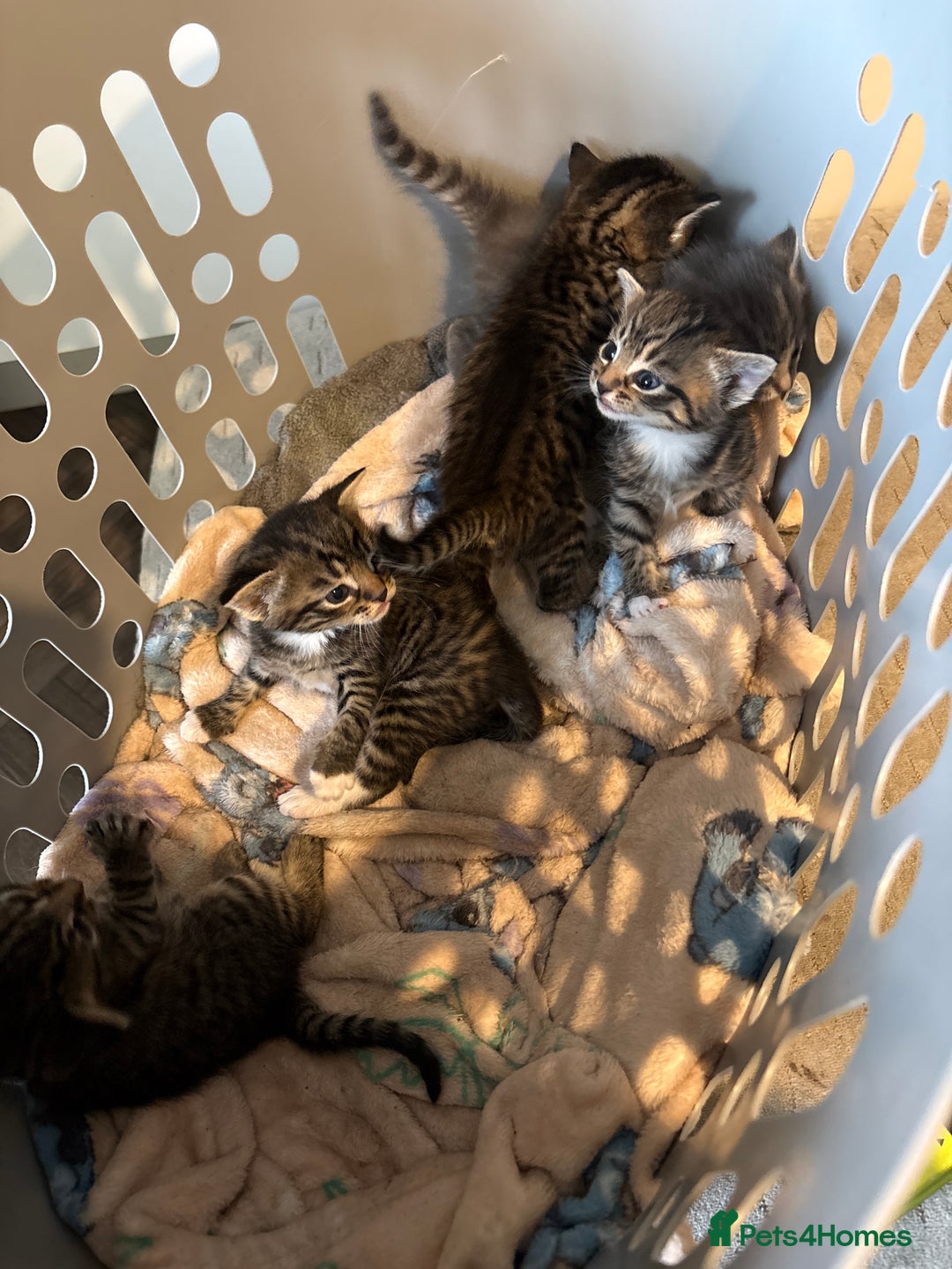 Domestic Shorthair cats for sale: Short Hair kittens  - Image 3