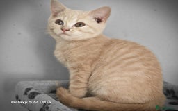 British Shorthair cats for sale: Pure British shirthair ready for new parents - Image 11