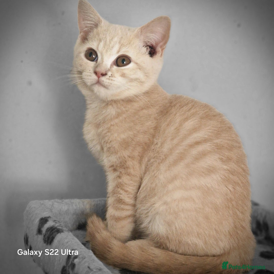 British Shorthair cats for sale: Pure British shirthair ready for new parents - Image 11