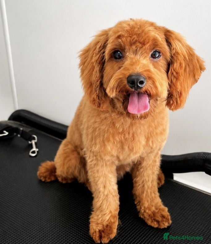 Cavapoo dogs Advanced trainer cavapoo  - Advert 1