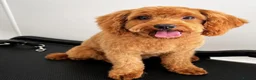 Cavapoo dogs for sale: Advanced trainer cavapoo  - Advert 1