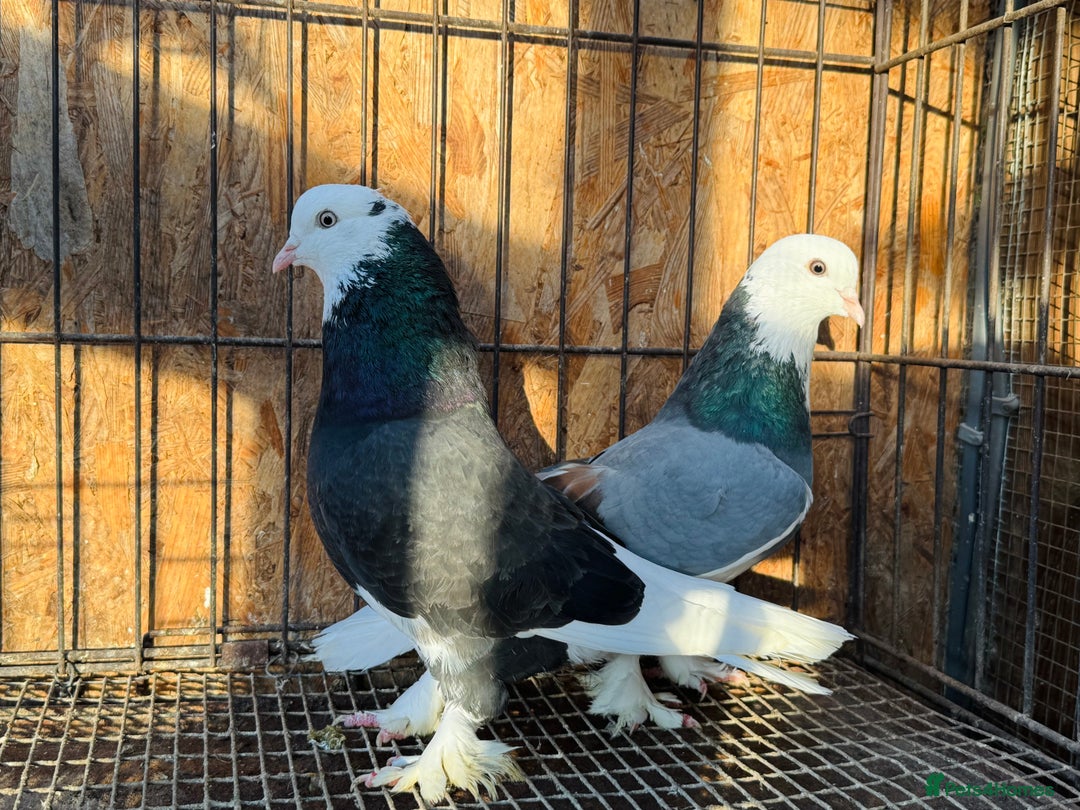 Pigeons birds for sale: SHOW TYPE WEAT OF ENGLAND TUMBLERS - Advert 3