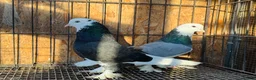 Pigeons birds for sale: SHOW TYPE WEAT OF ENGLAND TUMBLERS - Advert 3