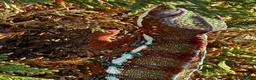 Chameleon reptiles for sale: Panther Chameleon  - Advert 4