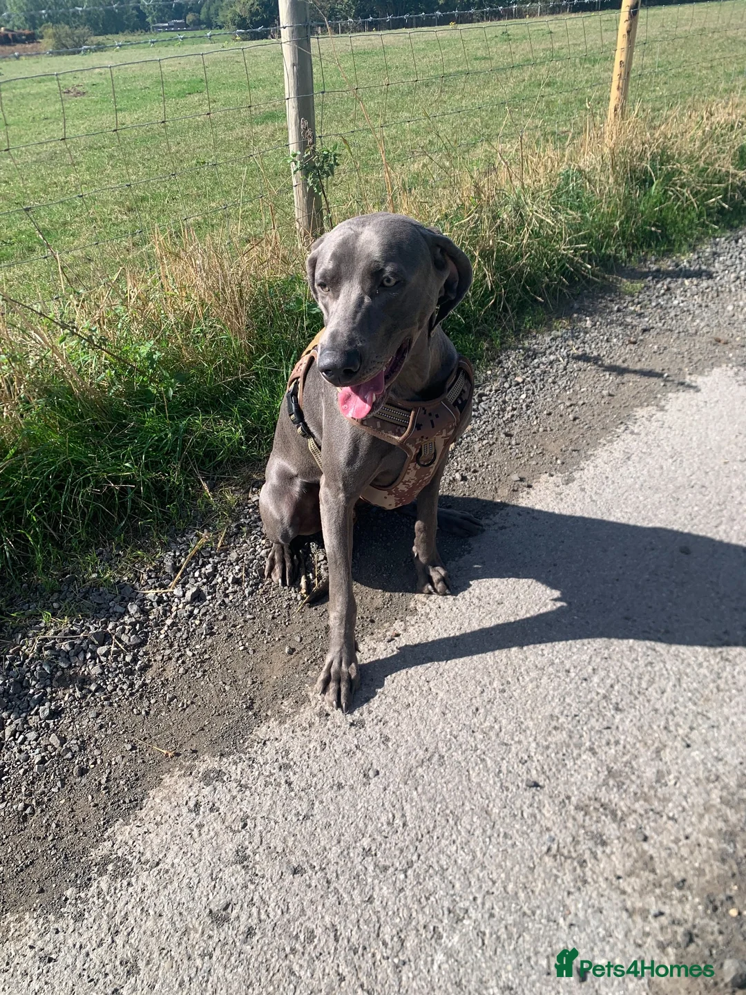 Weimaraner dogs for sale: 14 month old Weimaraner  - Advert 5