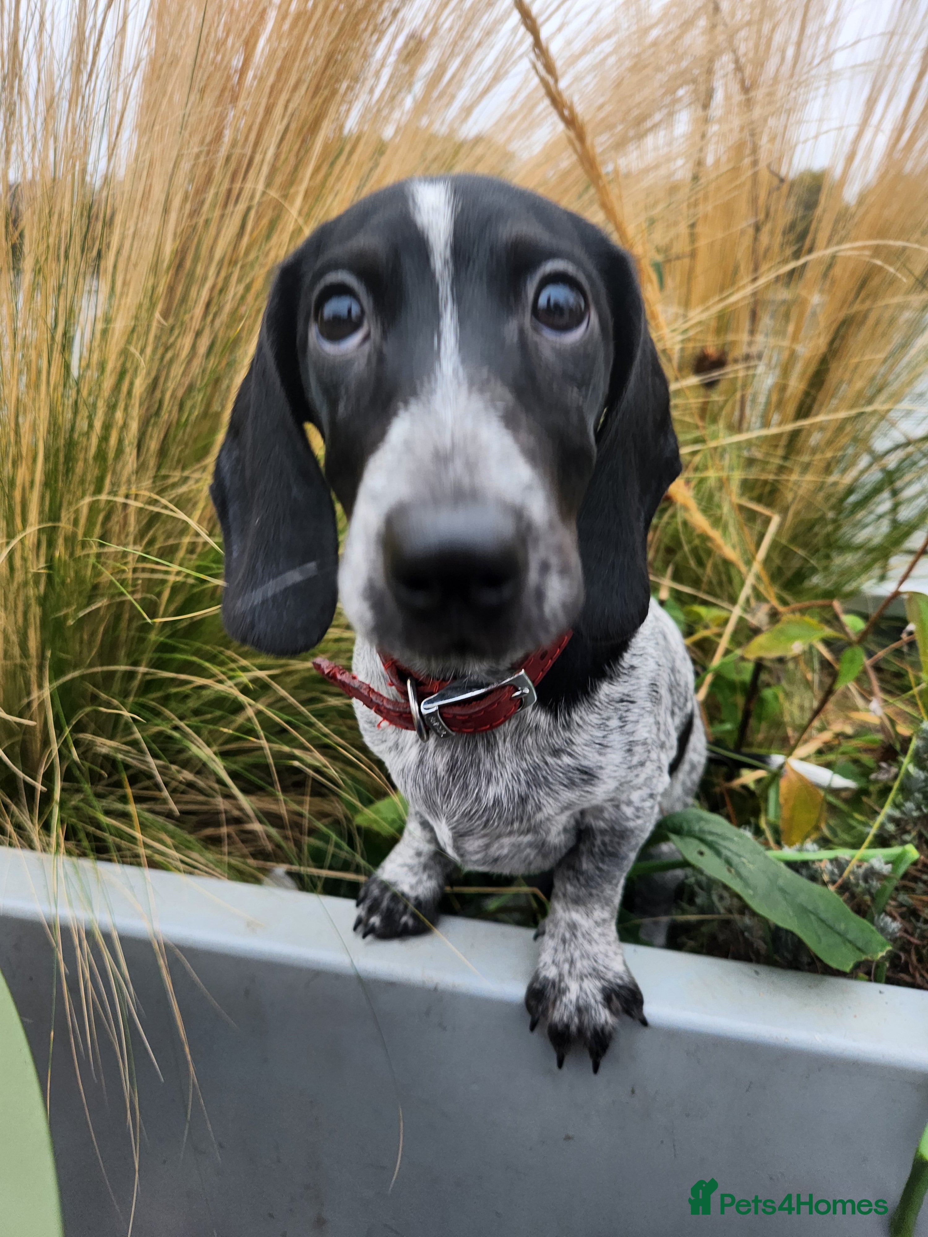 Dachshund dogs Amazing and very rear Dachshund Puppies  - Advert 3