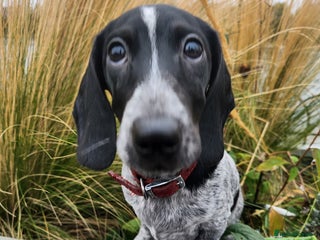 Dachshund dogs - Advert 1