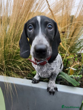 Dachshund dogs - Advert 1