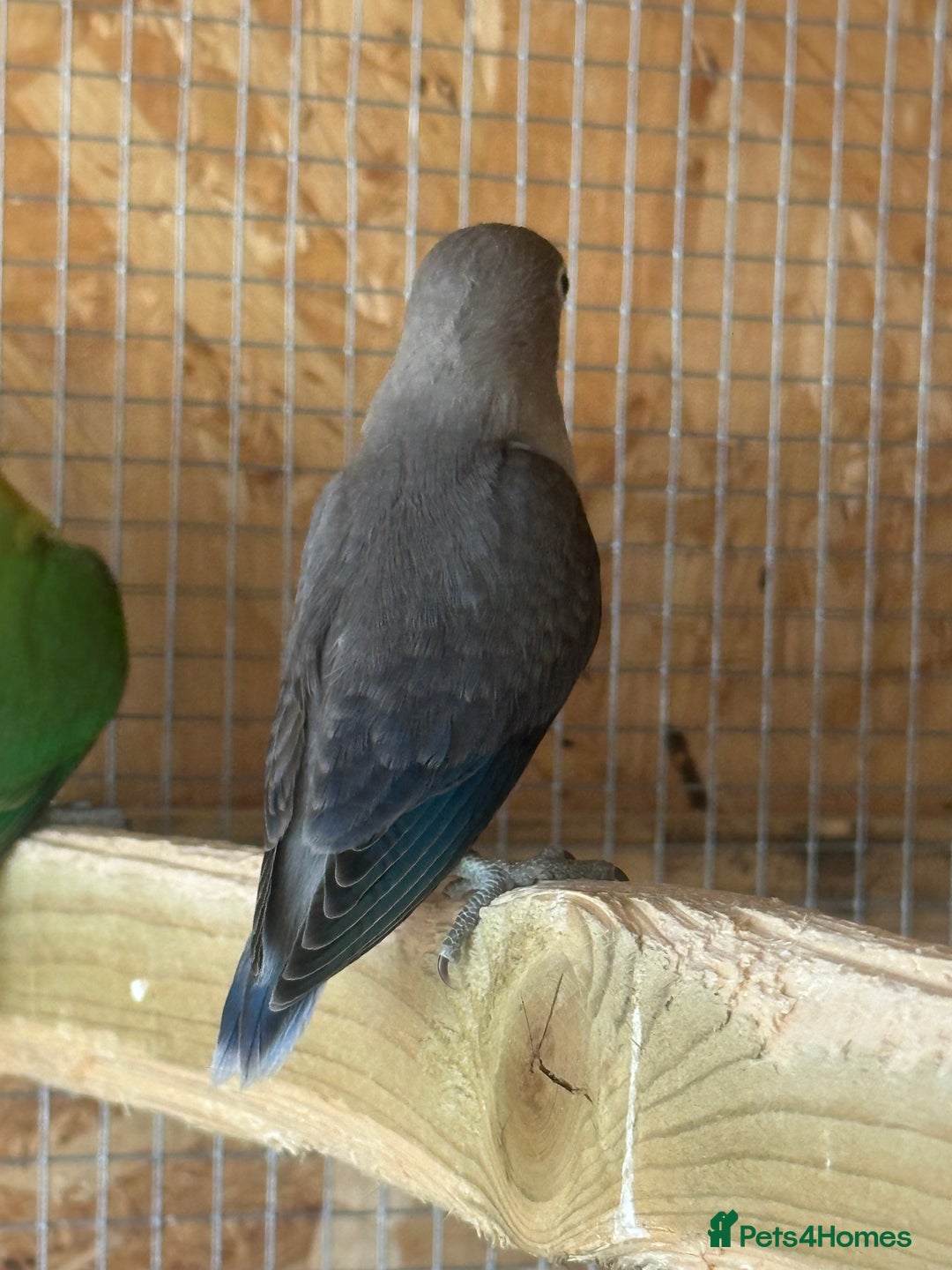 Lovebirds birds for sale: Colony of Fischer Lovebirds - Advert 15