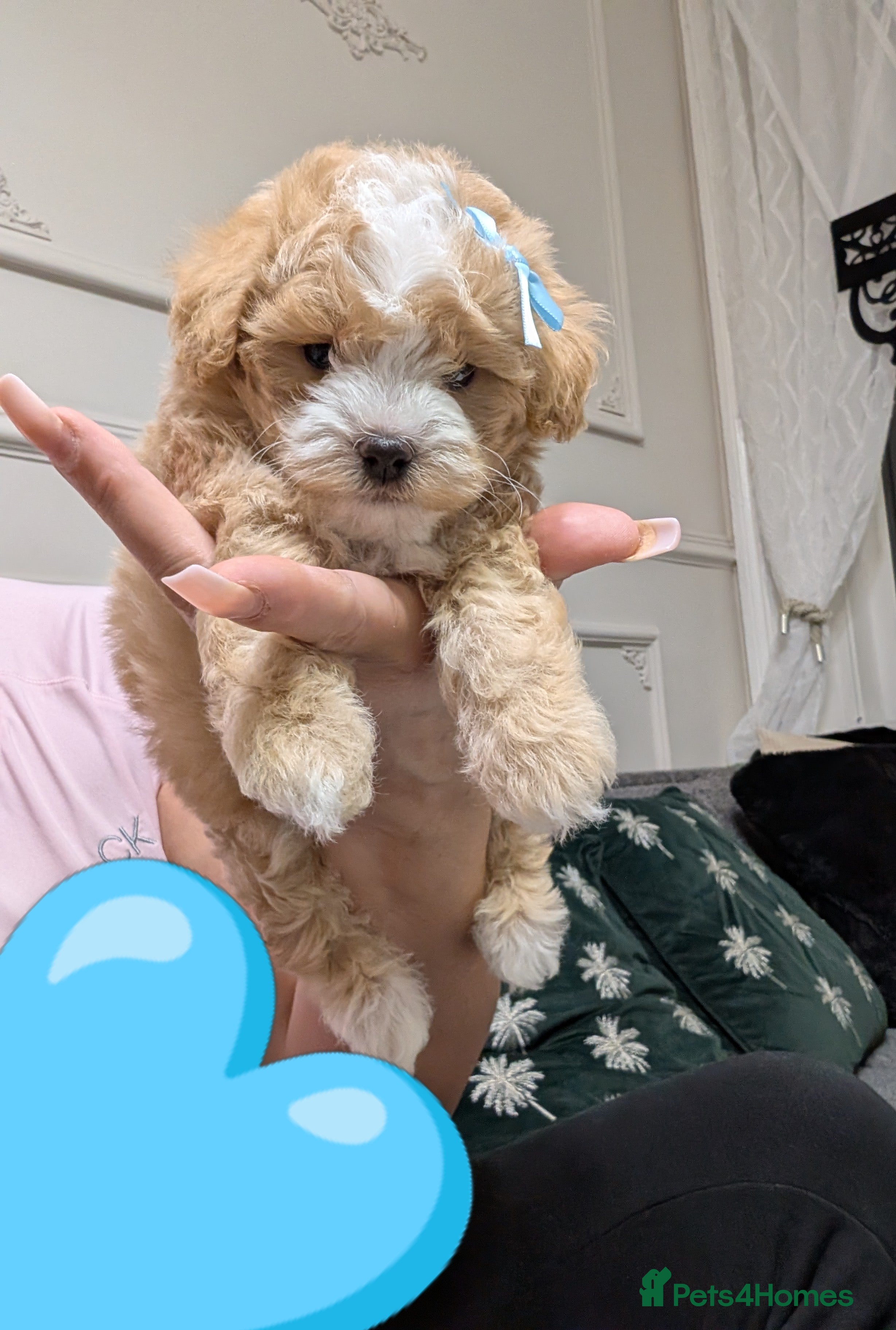 Maltipoo dogs 💫  LUXURY F1 MALTIPOO LAST BOY❗🩵 - Advert 18