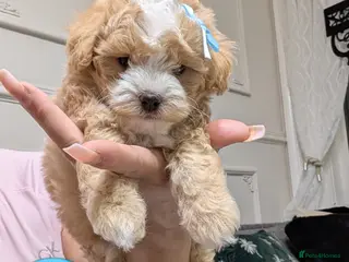 Maltipoo dogs 💫 LUXURY F1 MALTIPOO LAST BOY❗🩵 - Advert 18