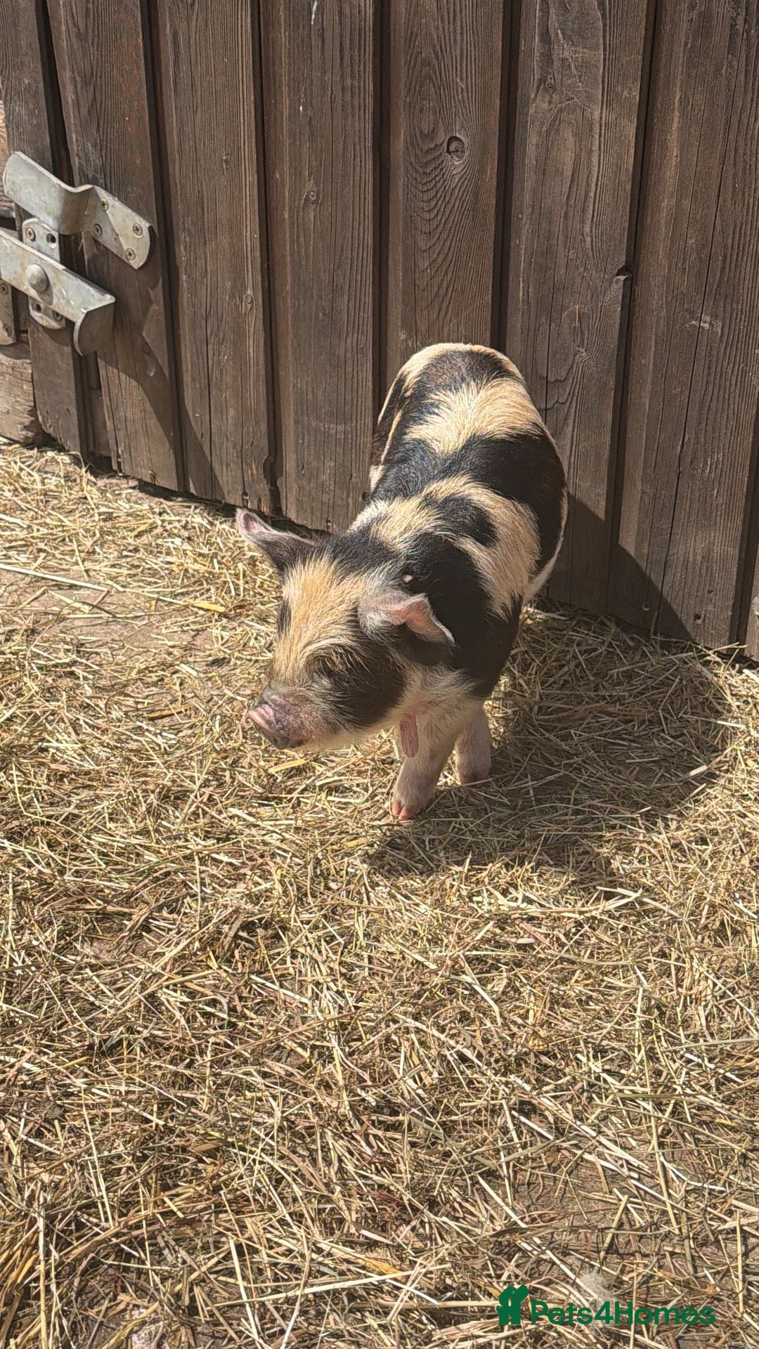 Pig livestock Three male pigs for sale  - Advert 1