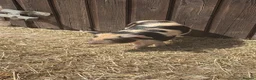 Pig livestock for sale: Three male pigs for sale  - Advert 1
