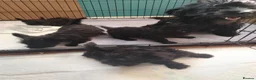 Scottish Terrier dogs for sale: Ready to go Scottish terrier puppies available - Advert 5